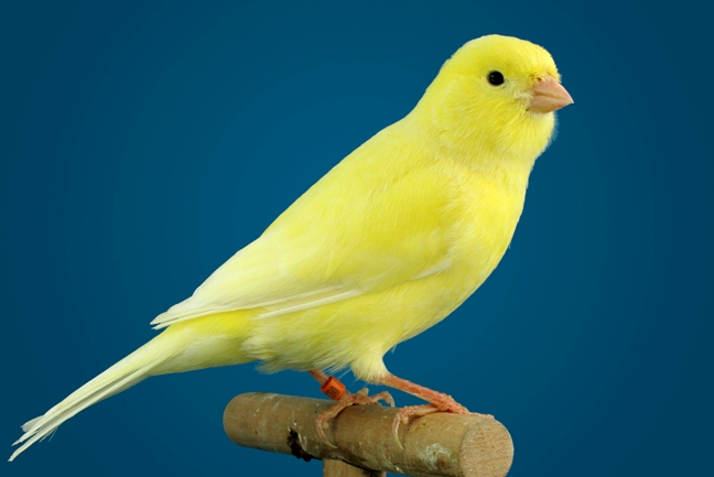 Resultado de imagen de canario amarillo